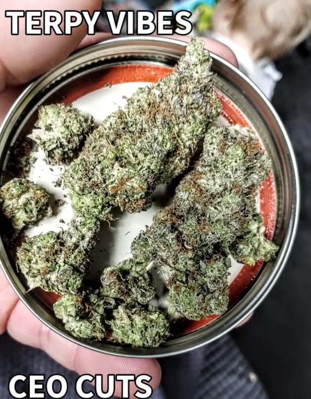 CEO CUTS TERPY VIBES
