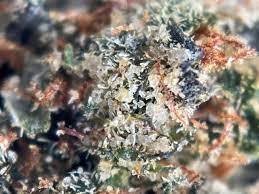 Platinum Rockstar TERP VIBES