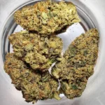 terpy vibes collective, terpy vibes, terpyvibes, terpyvibescollective,